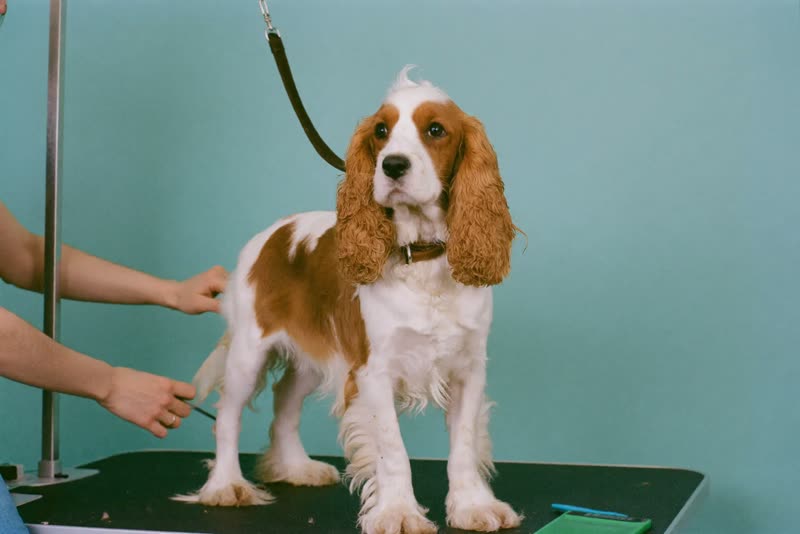 A spaniel steadied by hands on a grooming table