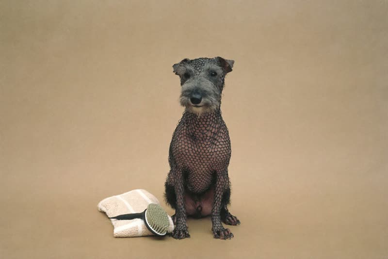 A small wire-haired dog sitting beside a towel and brush