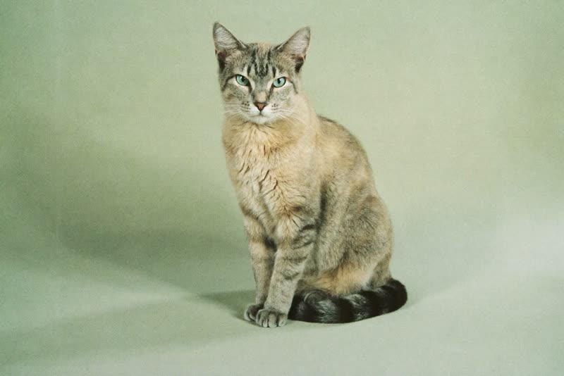 A short-haired cat sitting calmly