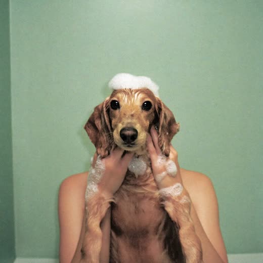 A small dog being bathed, coat lathered in suds