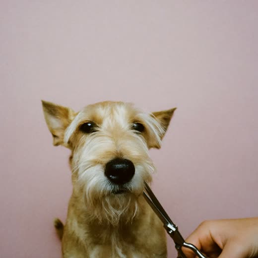 A terrier having its muzzle trimmed with scissors