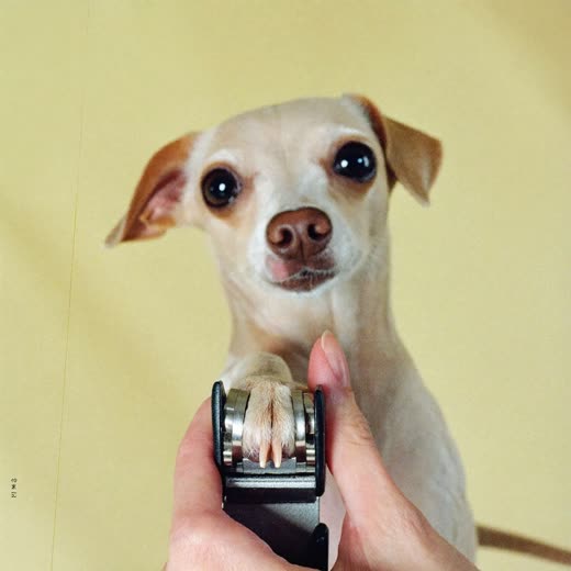 A dog's paw having its nails clipped