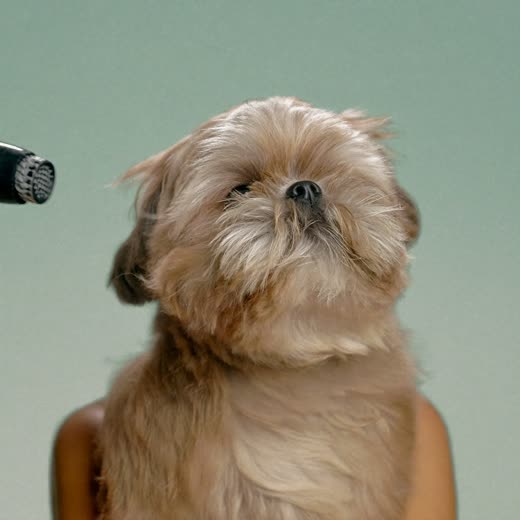 A small fluffy dog being blow-dried after a bath